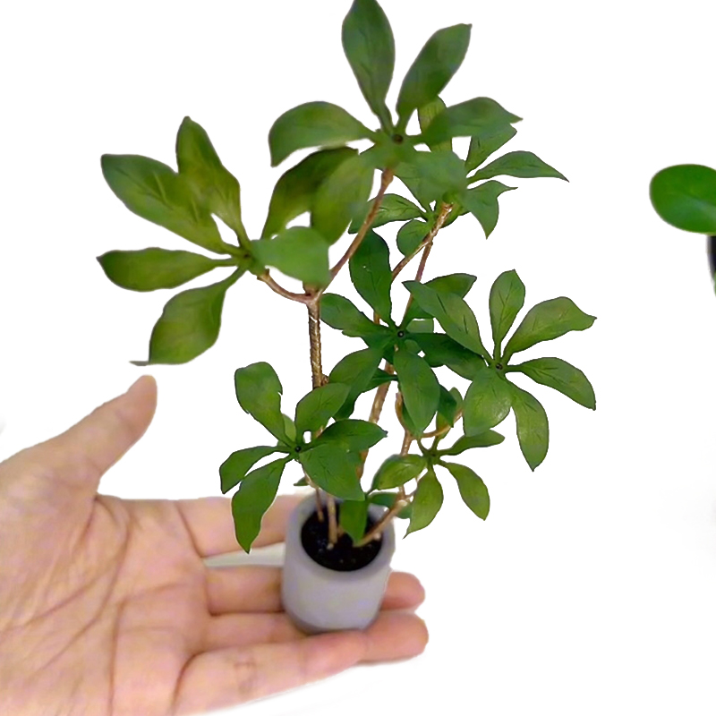 Plantes miniatures en pot pour - Bonsai Garden Miniature avis et prix