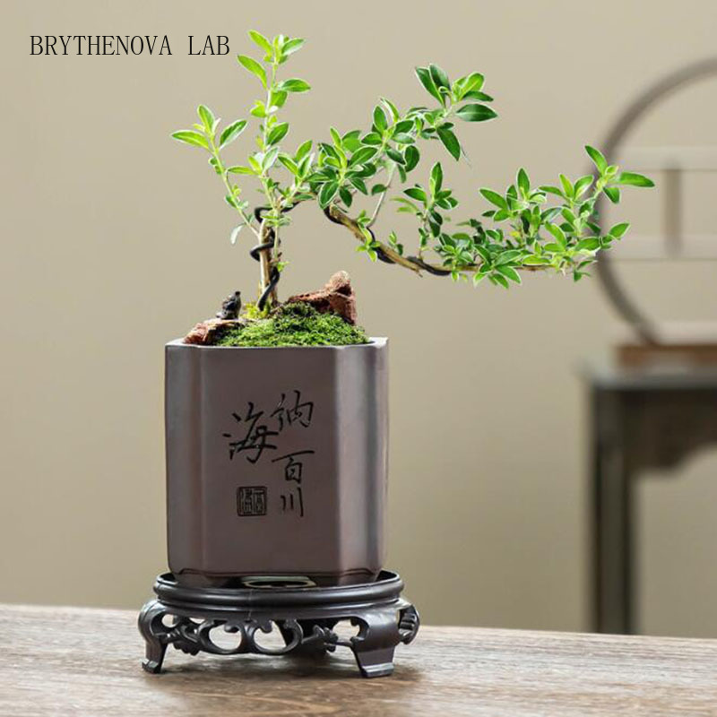 Vase à Bonsaï en Argile Violet - Bonsai Garden Europe avis et prix