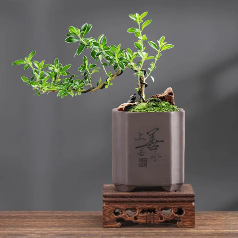 Vase à Bonsaï en Argile Violet - Bonsai Garden Europe avis et prix