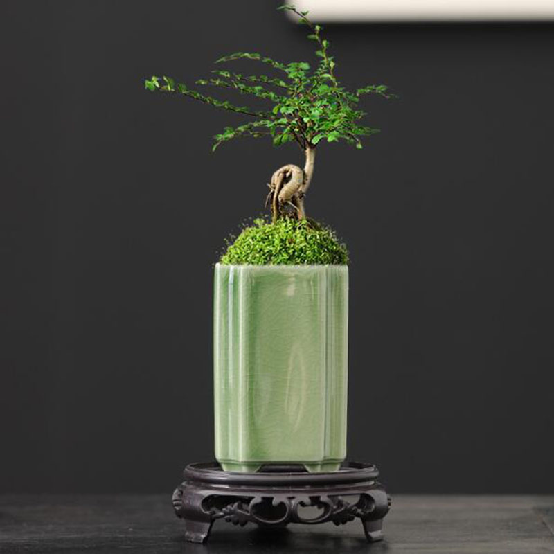 Pot de fleurs carré en porcela - Bonsai Garden Europe avis et prix