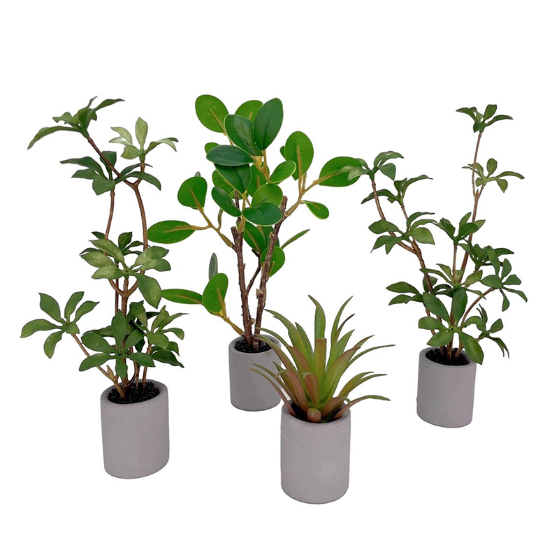 Plante l'inventaire en pot pou - Bonsai Garden Miniature avis et prix