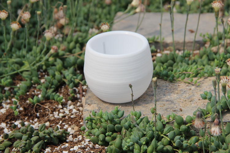 Mini Pots de fleurs en plastiq - Bonsai Garden Europe avis et prix